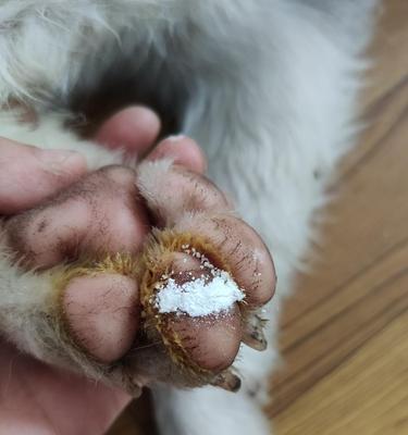 如何停止狗狗咬自己的脚爪（一只宠物狗的习惯和治疗方式）