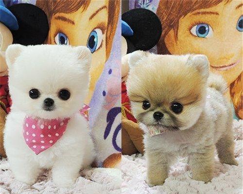 狗狗已长大，还能训练吗（宠物训练的秘诀和技巧）