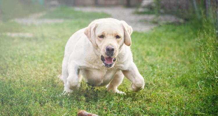 如何训练你的狗狗捡球（让宠物成为顺从的捡球小达人）