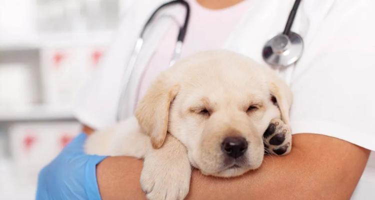 狗狗支气管炎的治疗与预防（为您的宠物保驾护航）