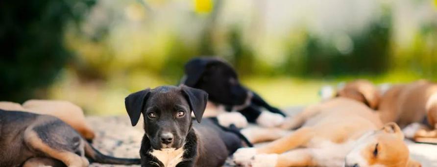 狗狗又拉又吐，是狂犬吗（了解狗狗的身体状况和症状）