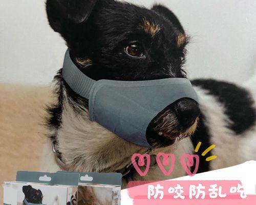 狗狗越喂越瘦的原因解析（探究宠物饮食的坑点）