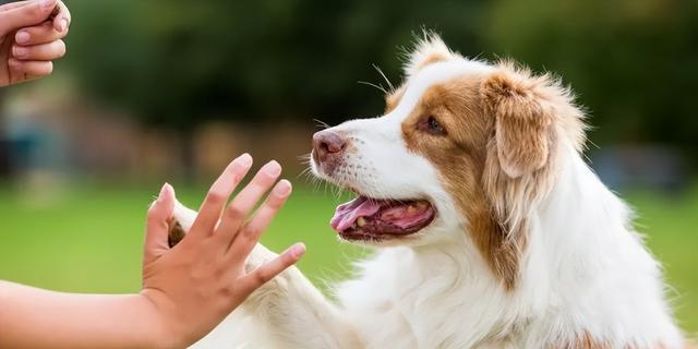 如何让你的宠物狗狗快速成长（喂养技巧、训练秘诀、保健小贴士）