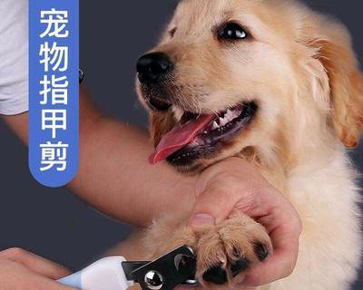 宠物犬爪子的健康问题和解决方案（宠物犬爪子的健康问题和解决方案）