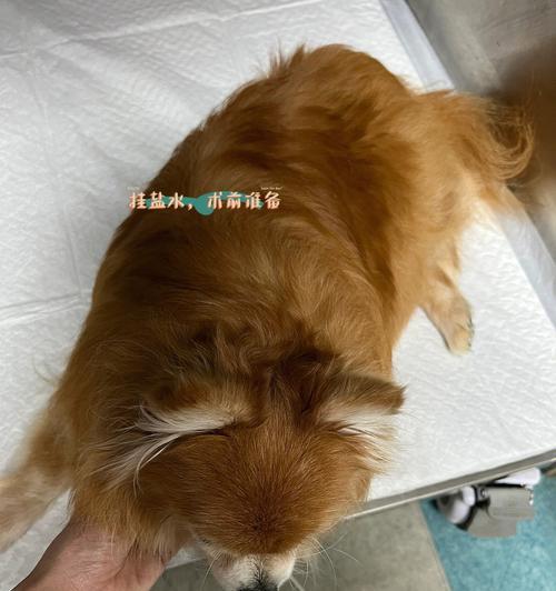 狗狗子宫蓄脓的原因与治疗（预防胜于治疗）