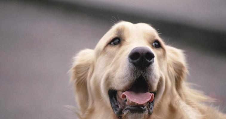 狗狗总是伸舌头（探究狗狗常常伸舌头的原因）