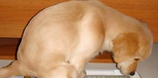 如何让你的爱犬不再不拉屎（解决宠物拉肚子的方法）