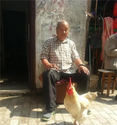揭秘狗狗总舔自己生殖器的原因与对策（狗狗舔自己生殖器）