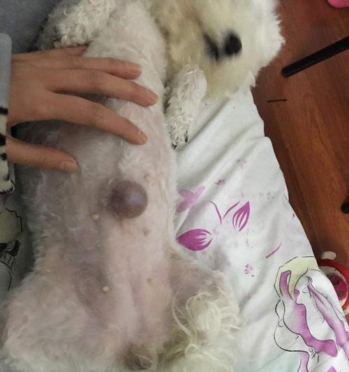 狗狗疝气吃什么药（宠物医生推荐15种药品）