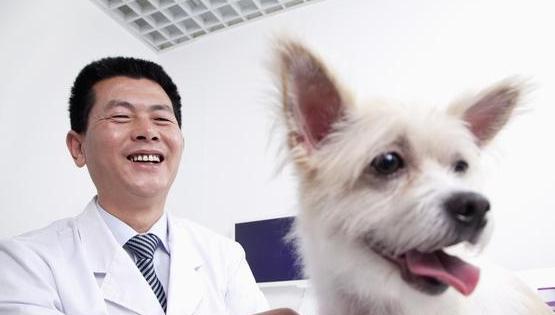 狗狗疝气吃什么药（宠物医生推荐15种药品）