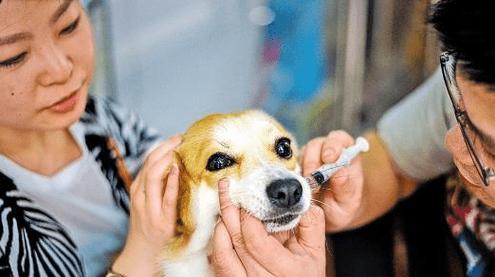 宠物犬进口五连疫苗费用详解（多少钱）