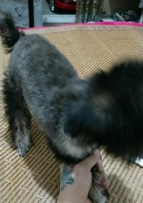 为什么狗毛的颜色会变化（探究狗毛颜色变化的原因及影响）