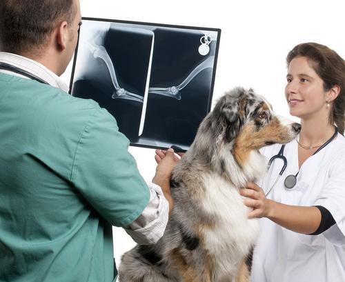 宠物健康检查（了解狗腹部X光片检查的费用及注意事项）