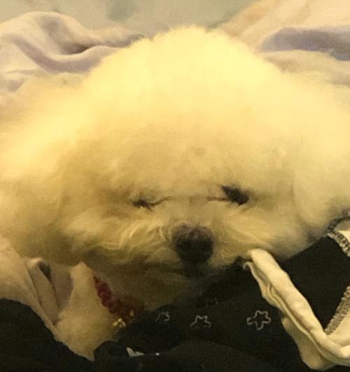 如何处理宠物身上恶臭味（以狗身上烂了很臭怎么办为例）