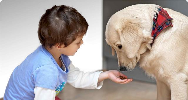 宠物狗为什么会照顾小孩子（探讨宠物狗对小孩子的情感和行为特征）