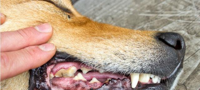 狗牙齿为黑色是什么原因？——宠物牙齿黑色的成因和预防方法