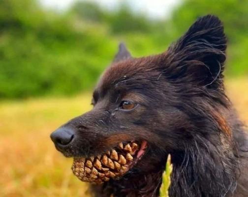 解决宠物牙齿黑色素问题（如何帮助狗狗恢复健康的牙齿）
