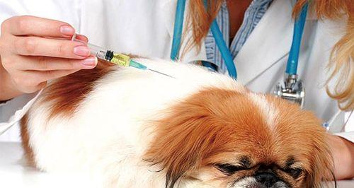 宠物养护之疫苗接种，让你的狗狗健康又快乐（打疫苗）