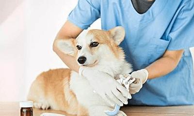 狗之间传染的疾病及预防方法（宠物犬常见传染病）