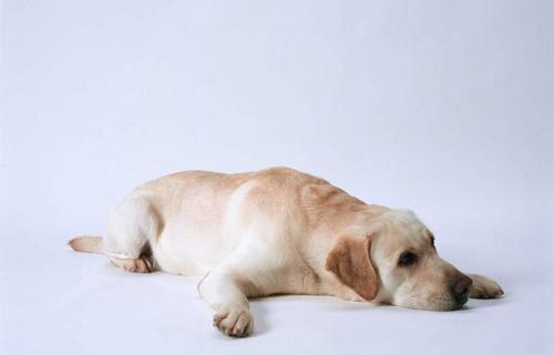 为什么狗总是趴着（揭秘狗的姿势之谜——趴着的含义与影响）