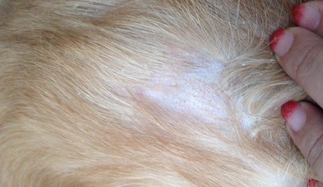 小狗眼睛周围发红掉毛，这可能是什么原因（宠物的常见眼部问题及治疗方法）