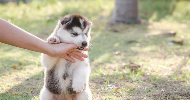 小狗咬人引发的狂犬病（如何预防宠物狂犬病）