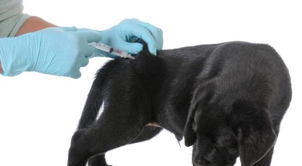 小狗咬人引发的狂犬病（如何预防宠物狂犬病）