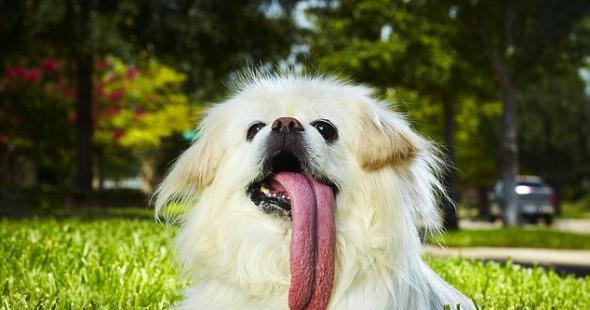小狗总舔舌头的原因（揭秘宠物狗爱舔舌头的奥秘）
