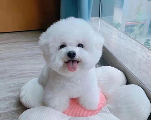 小狗崽肚子大的原因及治疗方法（探究宠物狗肚子大的病因）