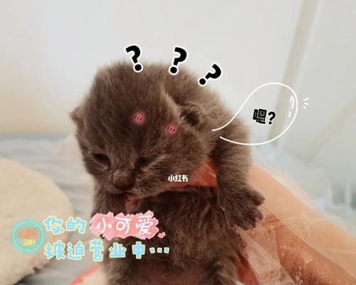 小猫10天了还没睁眼，是什么原因呢（宠物养护中的重要细节关注——猫咪睁眼问题）