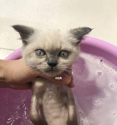 如何清洁不能洗澡的小猫（宠物养护的小技巧）