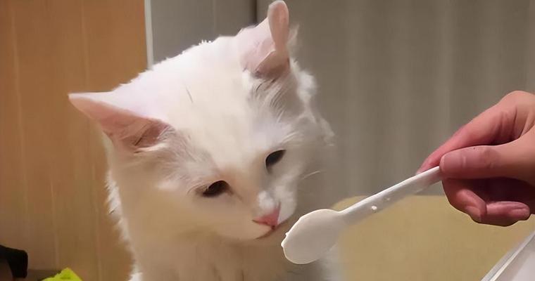 小猫是否适合食用水煮鸡蛋黄（探究小猫是否可以吃鸡蛋黄的营养价值和食用方法）