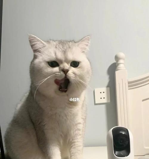 小猫是否适合食用水煮鸡蛋黄（探究小猫是否可以吃鸡蛋黄的营养价值和食用方法）