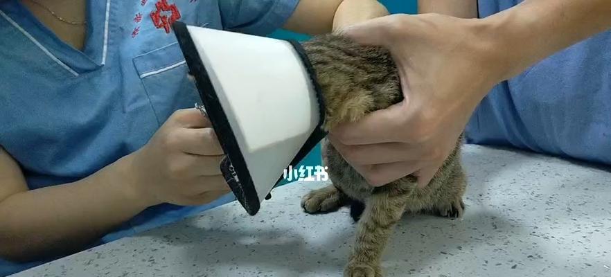 小猫打消炎针的副作用解析（以宠物为主）