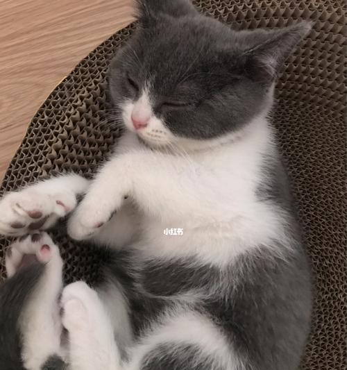 小猫到家后几天可以洗澡（宠物猫的洗澡技巧和注意事项）