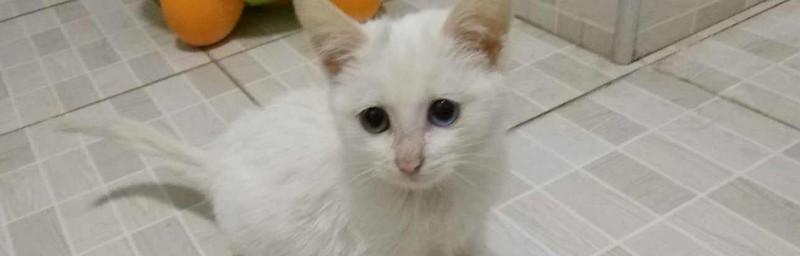 小猫到家后几天可以洗澡（宠物猫的洗澡技巧和注意事项）