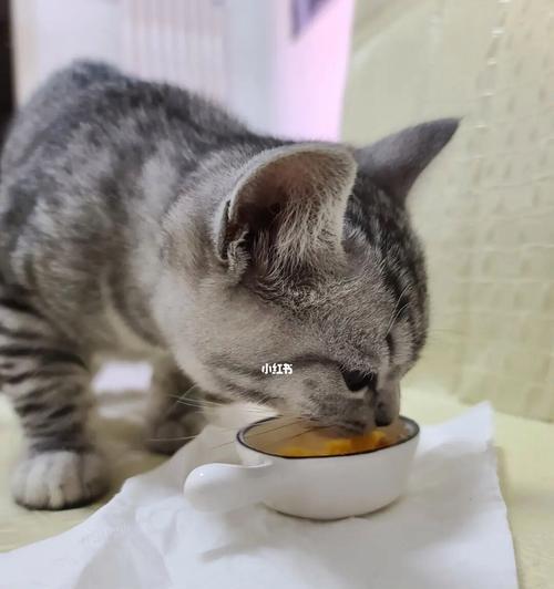 小猫能吃人类食物吗（猫咪饮食的误区与正确的喂养方式）