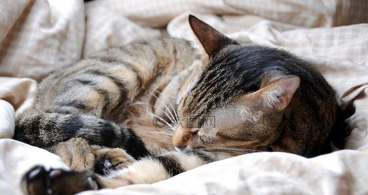 小猫与人同床共枕的好处（宠物健康的同时）