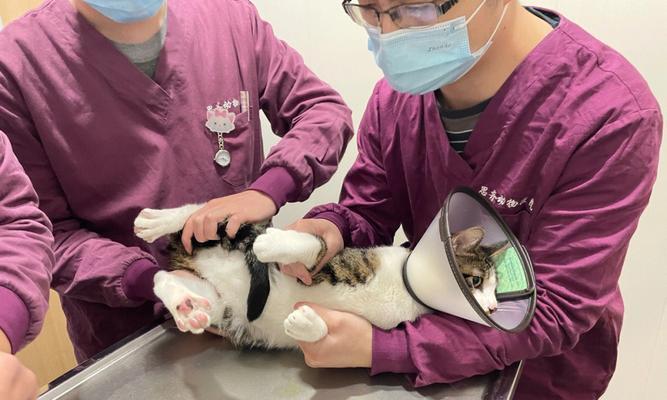 宠物小猫拉肚子打针管用（如何给小猫打针管？注意事项及常见问题解决方案）