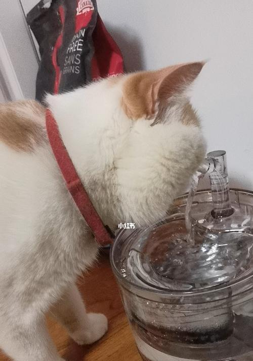 宠物猫拉稀不影响精神（探究猫咪拉稀的原因及解决方法）