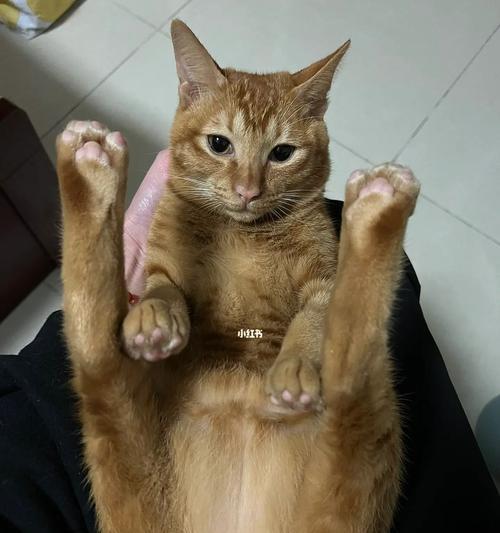 宠物猫拉稀不影响精神（探究猫咪拉稀的原因及解决方法）
