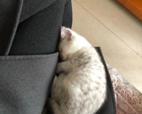 如何治疗小猫拉稀（宠物医生分享的经验和建议）