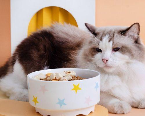 小猫猫的饮食指南（从宠物的角度出发）