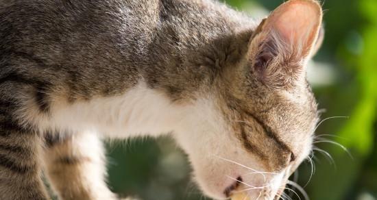 小猫能否长期食用蛋白粉（探究蛋白粉对宠物健康的影响）