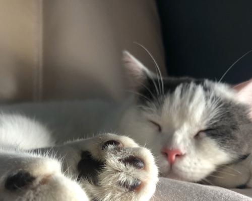 小猫的美梦时光（揭秘宠物小猫睡觉的模样）