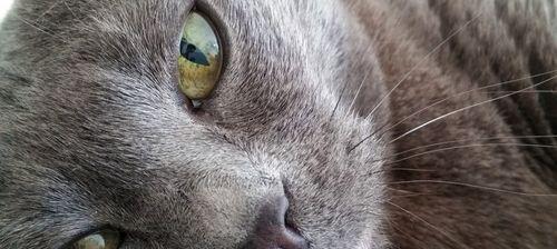 宠物小猫眼睛受伤怎么办（教你怎样给小猫护眼）