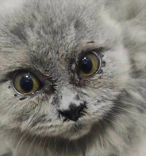 小猫眼睛有脓的病因与治疗（宠物眼部感染的预防与护理）