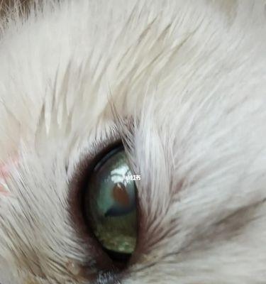 小猫眼睛睁开身体不动，究竟发生了什么（揭秘宠物世界中的神秘事件）