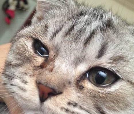 小猫为何眼睛肿胀（宠物饮食、疾病和环境的影响）