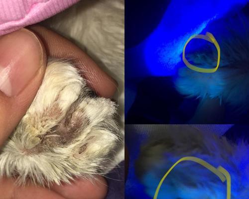 宠物猫患猫癣（以小猫有猫癣用酒精行吗）